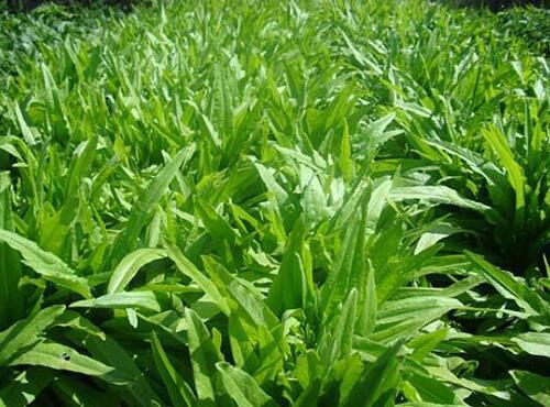 蔬菜品種：油麥菜