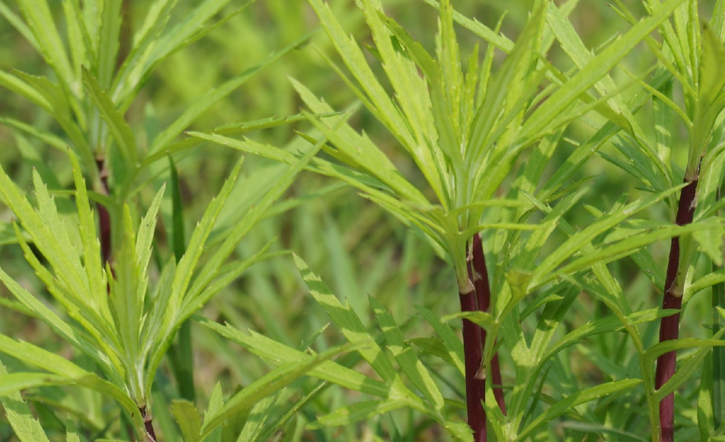 惠州農產品配送中心淺談：藜蒿的功效與禁忌