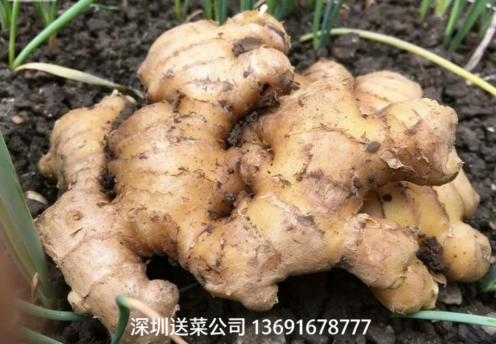 鮮姜實力派，深圳蔬菜配送公司送5大特效護(hù)您健康！