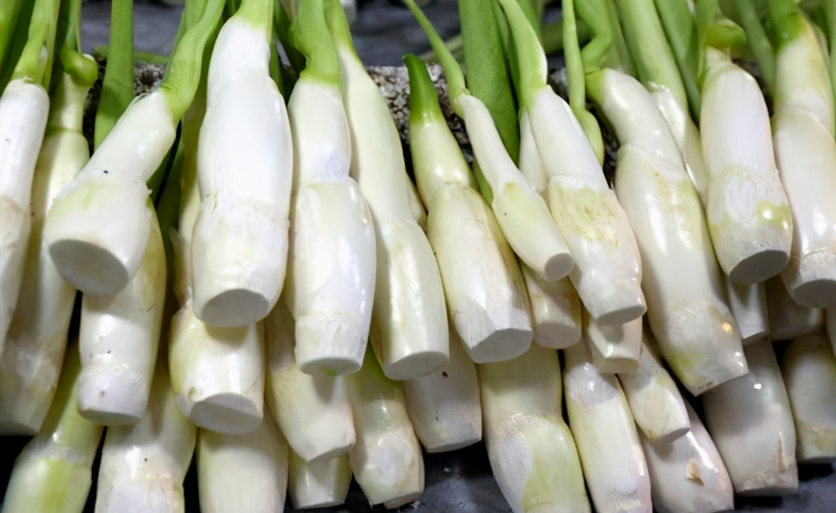 蔬菜配送公司選品參考：耐鹽茭白的生長秘訣