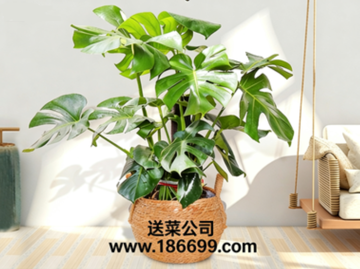 東莞蔬菜批發部與您分享：室內盆栽頂流“龜背竹”