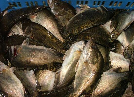 鮮活水產品：桂花魚