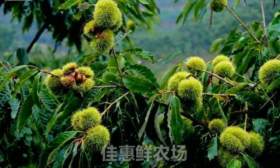 1762175238.png 1234.png